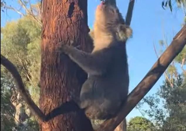 Adelaide: Male koala lets loose with a disturbing mating call in South Australia