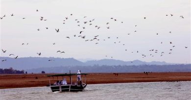 Avian flu: Pong wetland found fit for fishing