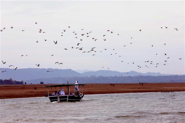 Avian flu: Pong wetland found fit for fishing