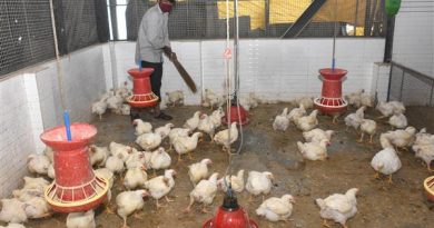 Bird flu confirmed in six states, including Haryana, Himachal; others asked to stay alert