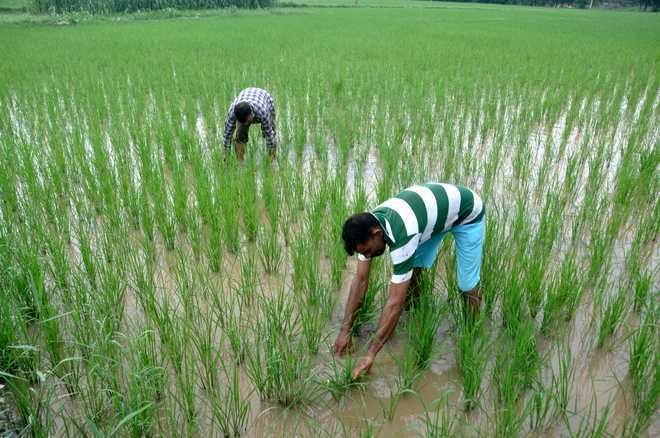Changing climatic conditions in arid regions of Haryana lead to higher yield of kharif crops, claims study