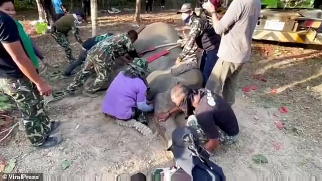 Double tragedy as elephant shot 43 times dies – after crushing ranger to death