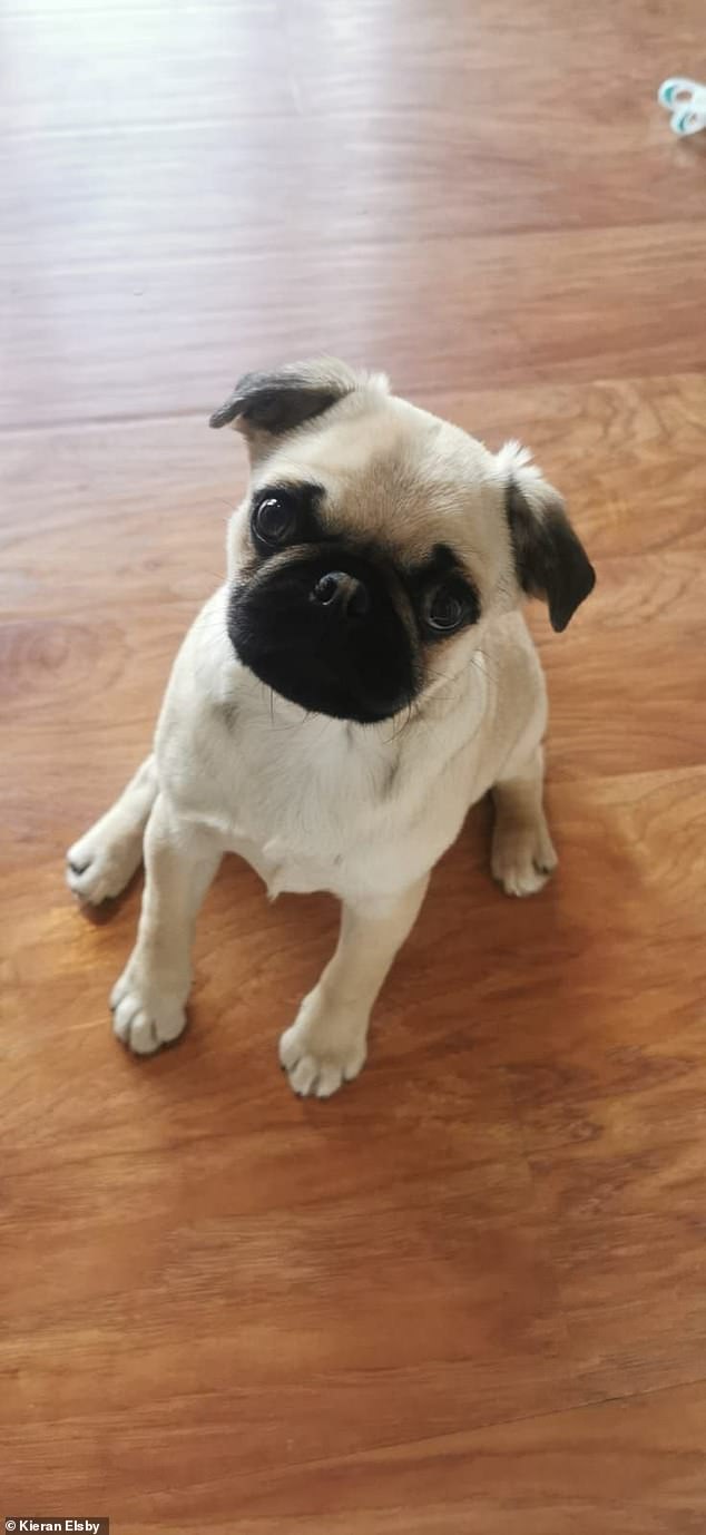 Peppa, a five-months-old Pug, died on Christmas Eve after chocking on a chew toy in front of her owners Kieran Elsby of Bridlington, his wife Ivy Holt and their two sons, Noah, six and Oliver, three