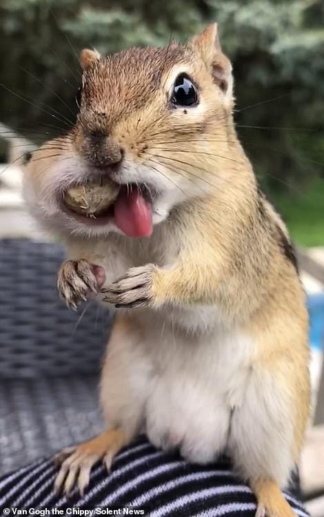 Greedy chipmunk called Van Gogh stuffs its mouth with nuts before running off to hide them 