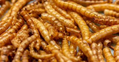 Insect consuming market launched: mealworms will be sold in Europe | The State