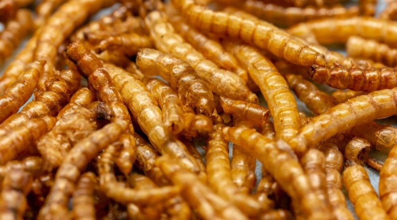 Insect consuming market launched: mealworms will be sold in Europe | The State