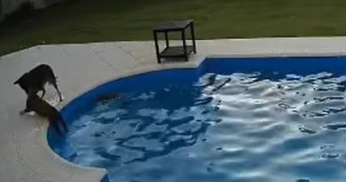 Moment dog saves blind 14-year-old blind pit bull from drowning in pool and pulls her out to safety 