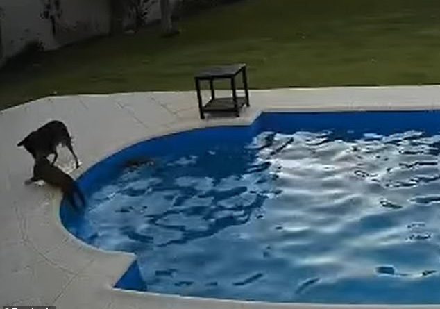 Moment dog saves blind 14-year-old blind pit bull from drowning in pool and pulls her out to safety 