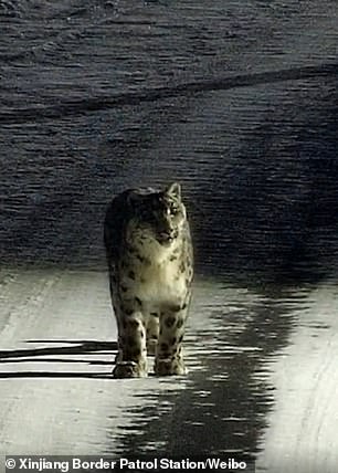Protected snow leopard is spotted wandering on a road in a Chinese town 7,000 feet above sea level