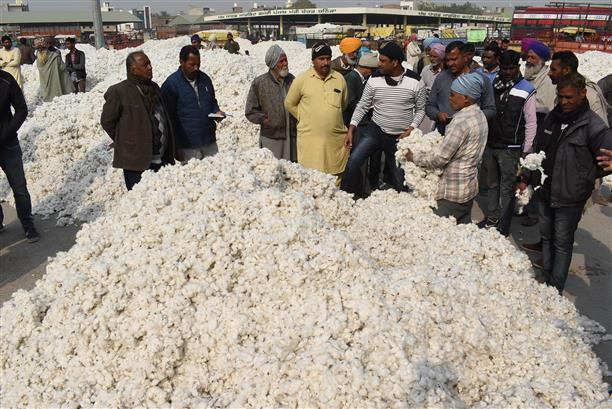 Pvt players buy cotton above MSP in Punjab, trigger CCI’s ‘ouster’ from market
