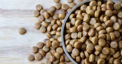 Recall: Pet Food Blamed in Death of 70 Dogs