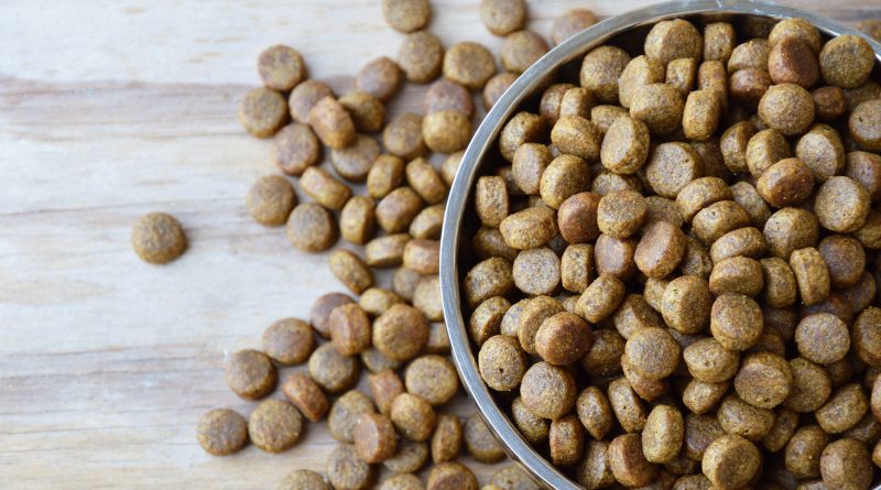 Recall: Pet Food Blamed in Death of 70 Dogs