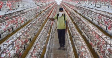 Sale of poultry products banned in Delhi; bird flu cases reported in Uttar Pradesh