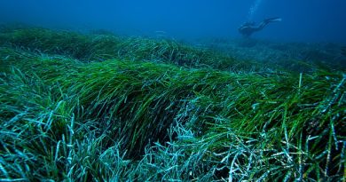 Seagrass ‘Neptune balls’ may be key to clearing oceans of plastic