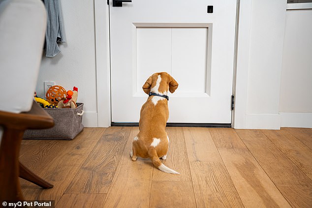 Smart doggie ‘garage door’ nabs ‘Innovation Award’ at CES for replacing the traditional flap