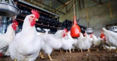 Suspected case of bird flu reported in Punjab’s Dera Bassi