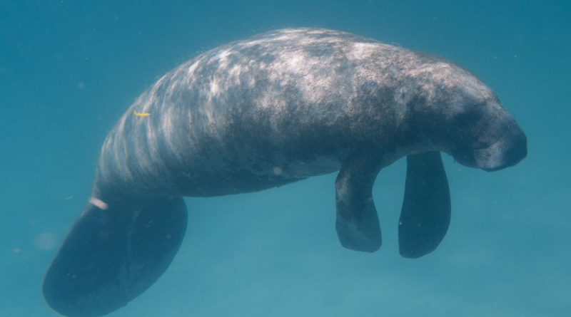 The person who wrote “Trump” on the back of a manatee could be fined up to $ 100,000 | The State