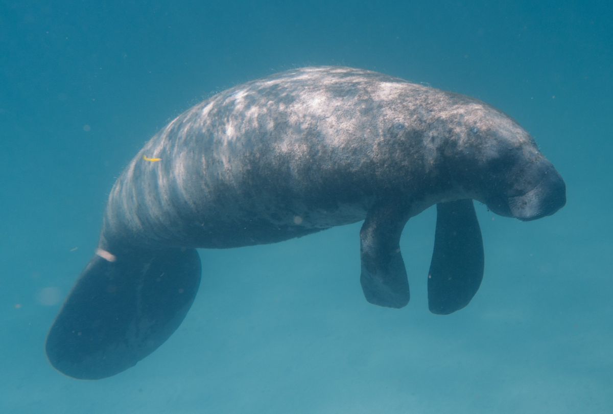 The person who wrote “Trump” on the back of a manatee could be fined up to $ 100,000 | The State