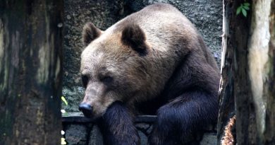 The sad reaction of a bear that was released after 20 years locked in a cage | The State