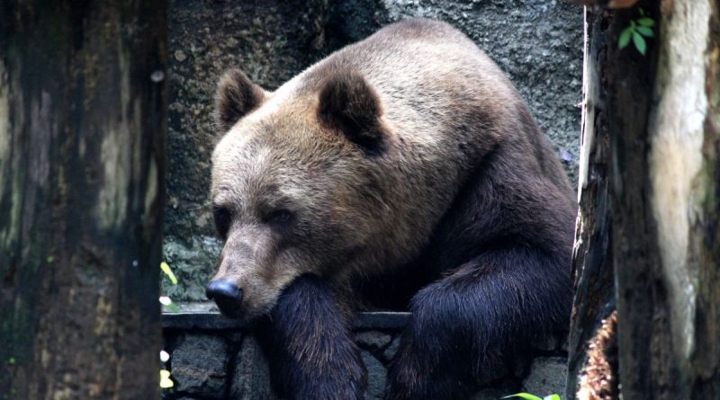 The sad reaction of a bear that was released after 20 years locked in a cage | The State