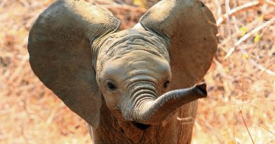 This is how amazing a baby elephant ultrasound is | The State