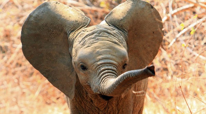 This is how amazing a baby elephant ultrasound is | The State
