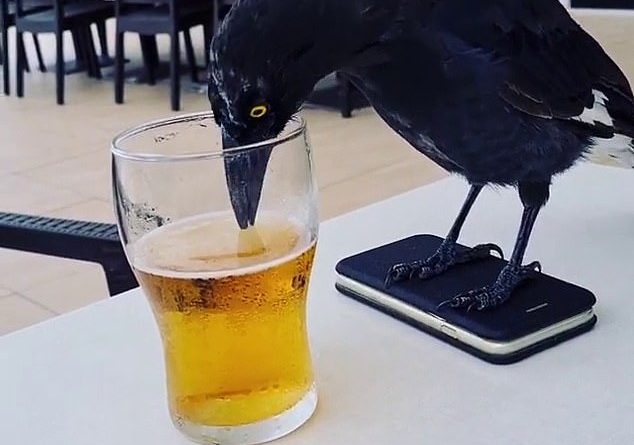 What happened to no shoes, no service? Thirsty currawong takes a sip of beer at a pub 
