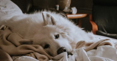 Why is it good to let your dog sleep with you, according to science | The State