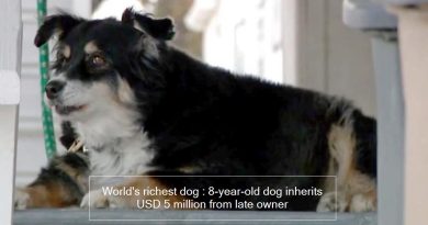 World’s richest dog : 8-year-old dog inherits USD 5 million from late owner