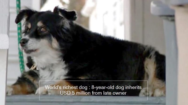 World’s richest dog : 8-year-old dog inherits USD 5 million from late owner