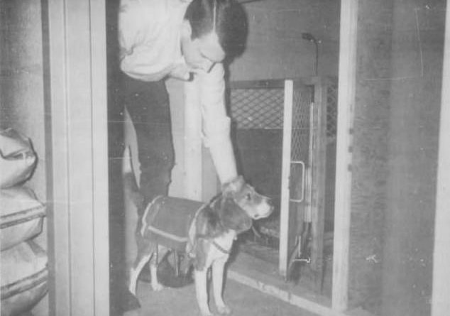 CIA’s 1960s experiments to create ‘remote control’ dogs by implanting electrodes into their brains