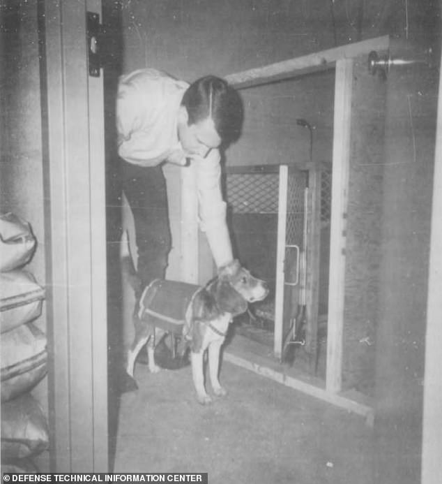 Documents of the CIA's 1960s 'remote controlled' dog experiments were declassified in 2018, but images of the canines fitted with electrodes have recently emerged. The black-and-white photos show beagles strapped with a receiver-stimulator on their back and a protective helmet