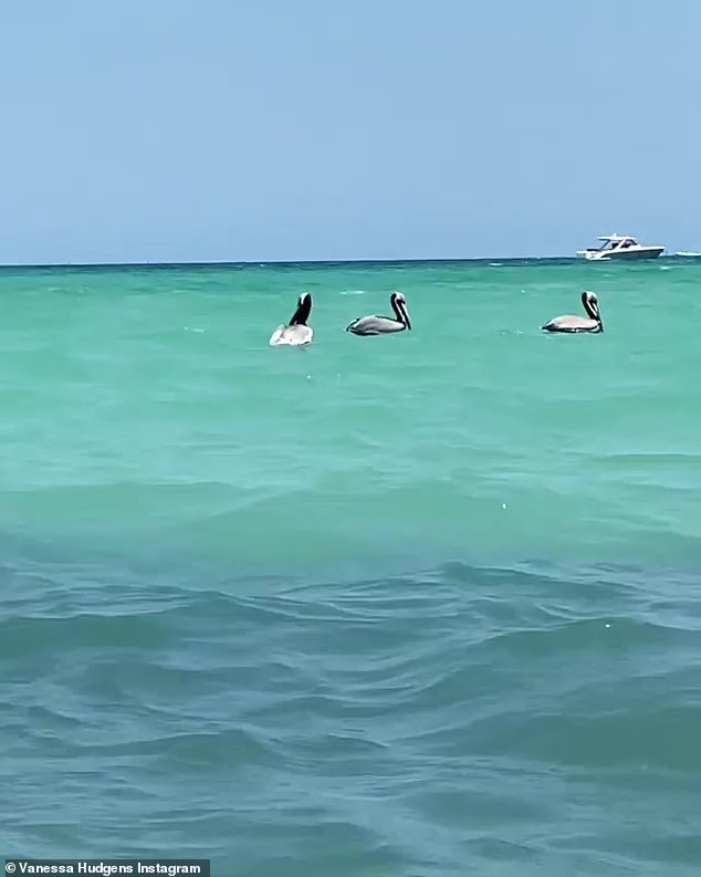 Wow: She gestured over to one side and the camera panned over to show several pelicans floating around in the shallows near her