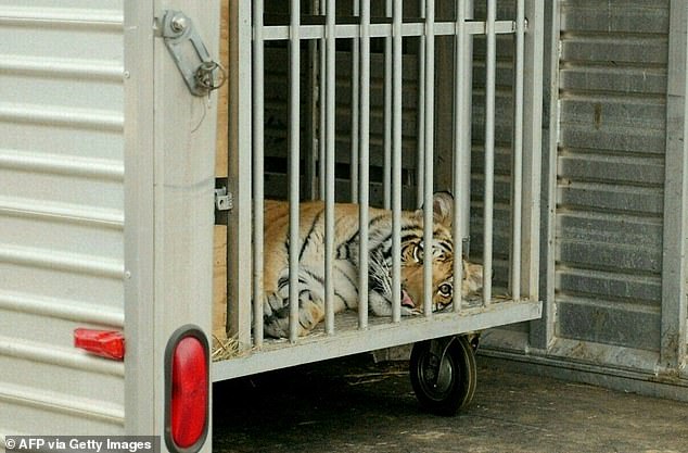 The tiger will eventually be free to live with other tigers at the wildlife sanctuary