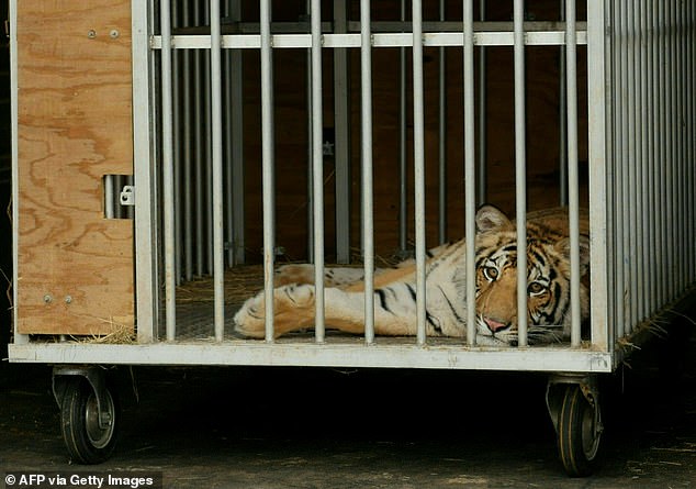 Missing tiger India pictured inside a cage as he’s transported to a sanctuary after roaming Houston