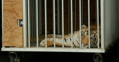 Missing tiger India pictured inside a cage as he’s transported to a sanctuary after roaming Houston
