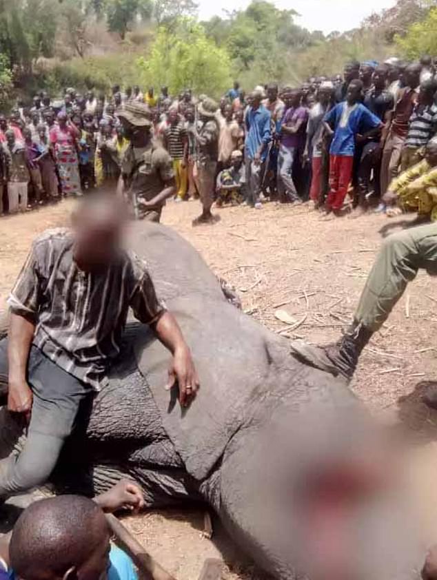 Park rangers have shot dead a rampaging elephant which killed three people and injured several others in northwestern Benin. A local organisation skinned the huge animal, before hacking up its meat to distribute to villagers in the town of Kandi