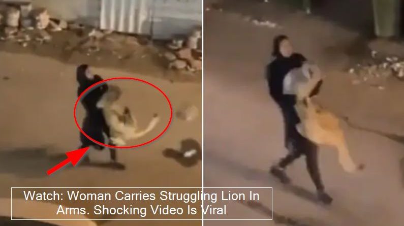 Watch: Woman Carries Struggling Lion In Arms. Shocking Video Is Viral