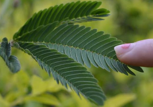 Why Do Touch-Me-Not Leaves Close When Touched? Science Writer Offers Explanation