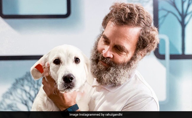 Rahul Gandhi’s Adorable Picture With Priyanka Gandhi’s Dog Goes Viral