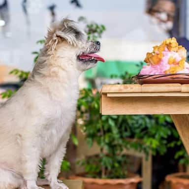 Special ‘Doggy Dhaba’ In Indore Offers Food, Stays, Parties And More To Pet Dogs