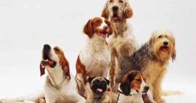 Rome Airport Opens Luxury Dog Hotel: A Game-Changer for Pet Owners Who Travel