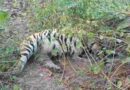 Satellite-Collared Tiger Found Dead In Madhya Pradesh Reserve, Negligence Alleged