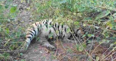 Satellite-Collared Tiger Found Dead In Madhya Pradesh Reserve, Negligence Alleged