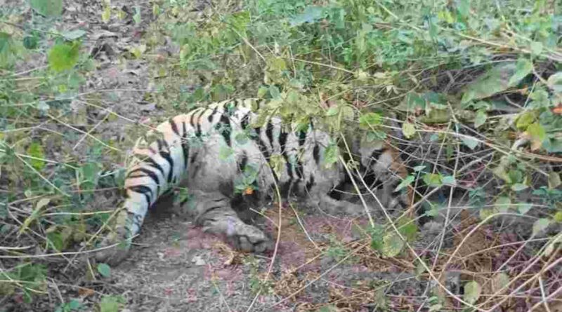 Satellite-Collared Tiger Found Dead In Madhya Pradesh Reserve, Negligence Alleged